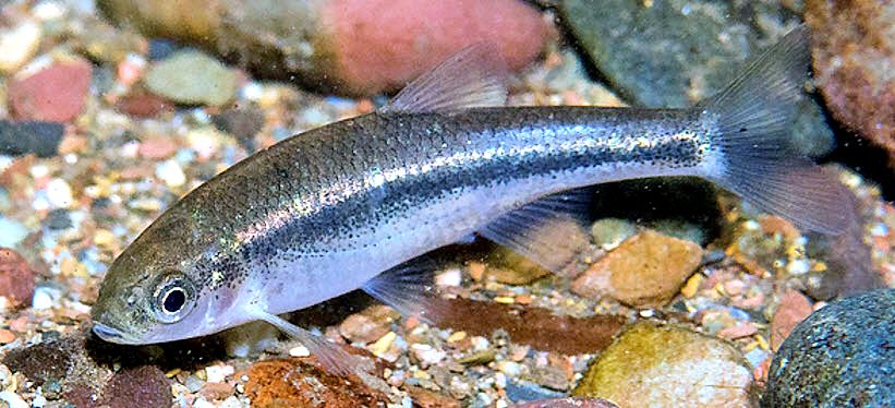 Squalius alburnoides_06.jpg